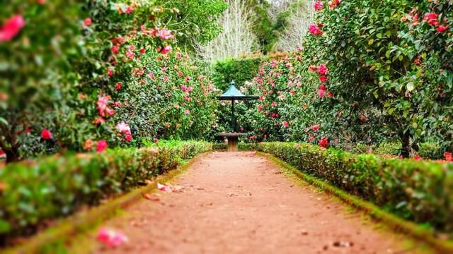 Kebun Mawar Situhapa Samarang Garut